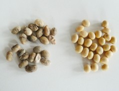 Links massiv befallene Körnern, rechts im Vergleich gesunde. Foto: Taifun Tofuprodukte