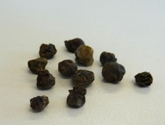 Die Fruchtkörper des Schwarzen Nachtschatten, der auf einzelnen Standorten bei Soja zum Problem werden kann, sind giftig. Im feuchten Zustand zur Ernte sind sie schwer aus Sojabohnen herauszureinigen. Foto: Taifun Tofuprodukte