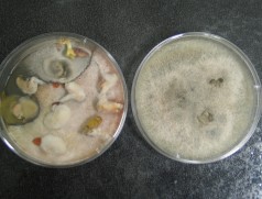 Untersuchung des Diaporthe-Befalls von Soja-Saatgut nach ISTA-Standard. Typisch für Diaporthe sind die gelben Tröpfchen im linken Bild. In der rechten Petrischale wächst der Referenzstamm allein. Foto: LTZ Augustenberg