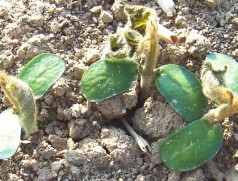 Bei dem extremen Spätfrost 2011 in Unterfranken (-7°C am 4. Mai) haben die meißten Sojabestände überlebt. Nur beim Entfalten des ersten Laubblattes sind Pflanzen erfroren. Foto und Fakten: Unsleber