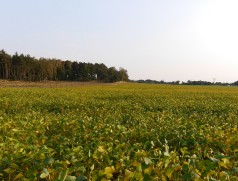 Wenn die Wasserversorgung passt, gedeiht Soja auch auf sehr nährstoffarmen Böden wie hier in der Mark Brandenburg. Foto: Taifun Tofuprodukte