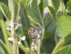Hierzulande ein seltener Anblick: Honigbiene an Sojablüte. In Brasilien wurden jedoch erhebliche Ertragssteigerungen durch Bienenbestäubung bei Soja nachgewiesen. Foto: Taifun Tofuprodukte