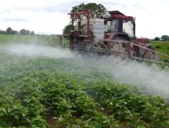 Seltener Anblick: Soja ist eine sehr robuste Kultur. Selbst im konventionellen Anbau werden wenig Pestizide eingesetzt. Foto: Taifun Tofuprodukte