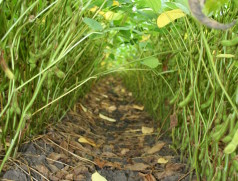 Gutes Saatgut ist die Grundlage für einen gleichmäßigen Sojabestand und maximale Erträge. Foto: Taifun